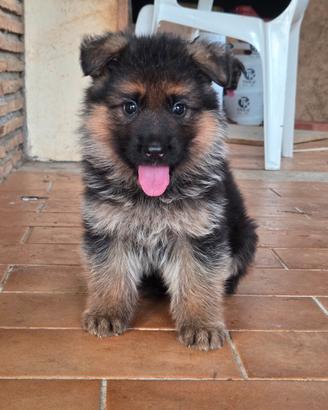 Cuccioli pastore tedesco