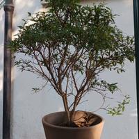 Pre Bonsai di Melograno a Ceppaia 