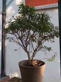 Pre Bonsai di Melograno a Ceppaia 