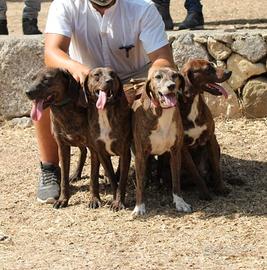 Cani pronta caccia