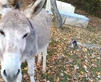 Asina femmina 8 anni