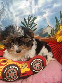 Tre Cuccioli Tre Colori Cuccioli Biewer Terrier