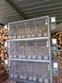 Voliera per canarini