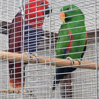 Pullo di ecletto maschio