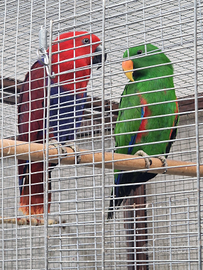 Pullo di ecletto maschio