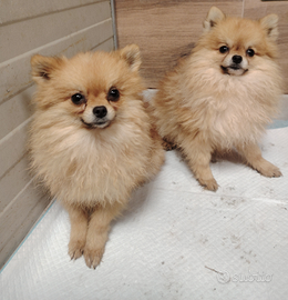 Spitz tedesco volpino nano