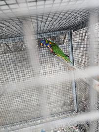 Coppia phyrrura molinae riproduttiva