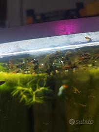 Pesci tropicali acquario endler