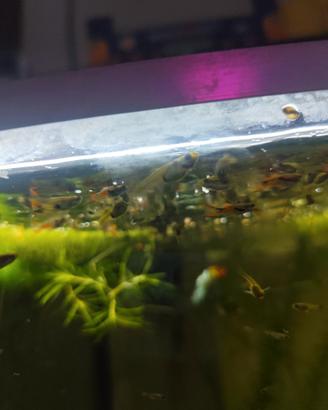 Pesci tropicali acquario endler