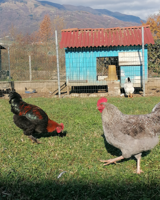 Galli riproduttori