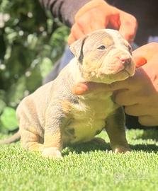American Pitbull terrier tricolor