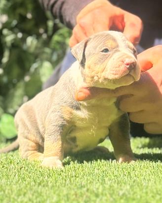 American Pitbull terrier tricolor
