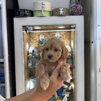 Maltipoo musetto piatto