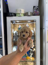 Maltipoo musetto piatto