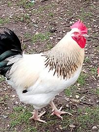 Gallo Sussex ermellinato