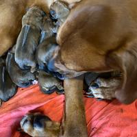 Rhodesian Ridgeback cuccioli con pedigree Enci