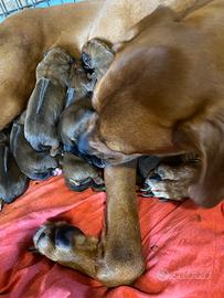 Rhodesian Ridgeback cuccioli con pedigree Enci