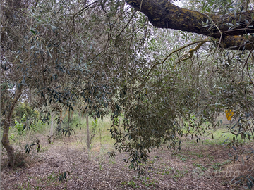 Terreno con uliveto e vigneto