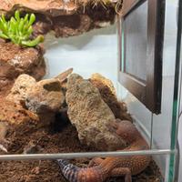 Terrario per rettili