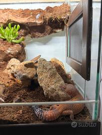 Terrario per rettili