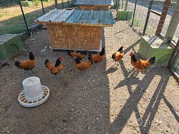 galline amrocks vorwerk e austrolop 