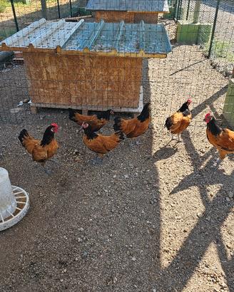 galline amrocks vorwerk e austrolop 