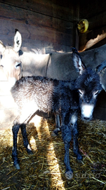 Asina mamma e figlia