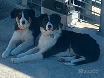 Border collie cani