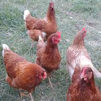 Gallina rossa