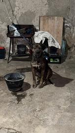 Cani corso da guardia,ma molto docili e da compagn
