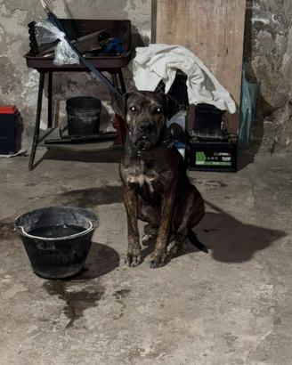 Cani corso da guardia,ma molto docili e da compagn
