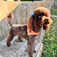 Barboncino Toy per monta