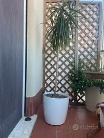 Vaso pianta dracena