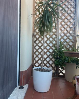 Vaso pianta dracena