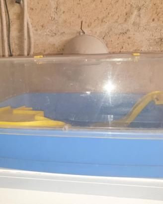 acquario per tartaruga