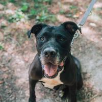 Black cane pitbull nero in adozione