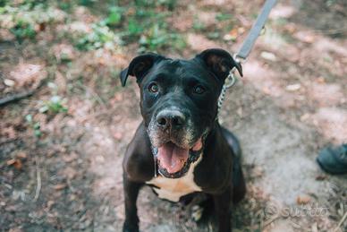 Black cane pitbull nero in adozione