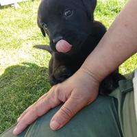 Cucciola di Labrador Retriever di colore nero