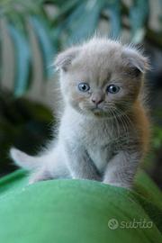 SCOTTISH Fold cucciolo