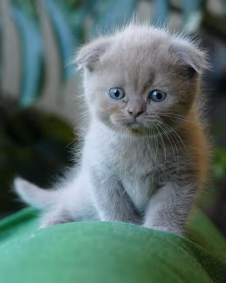 SCOTTISH Fold cucciolo