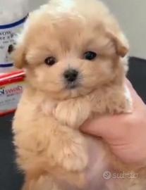 Cuccioli barboncino taglia piccolissima
