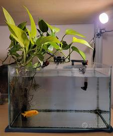 Acquario 20 litri completo – pronto all’uso