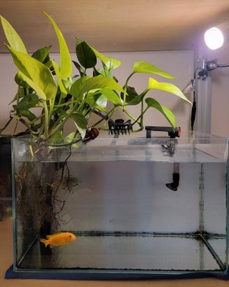 Acquario 20 litri completo – pronto all’uso