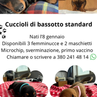 Teneri cuccioli si bassatto