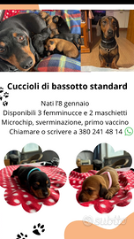 Teneri cuccioli si bassatto