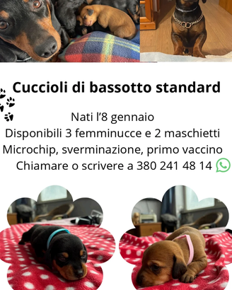 Teneri cuccioli si bassatto
