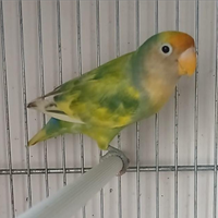 Inseparabili