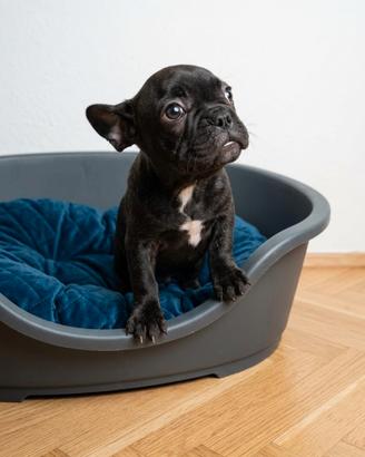 Cucciolo di bulldog francese - maschietto