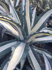 agave mediopicta