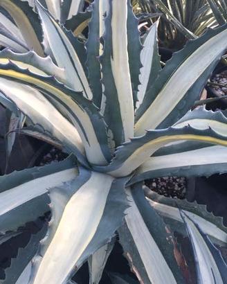 agave mediopicta